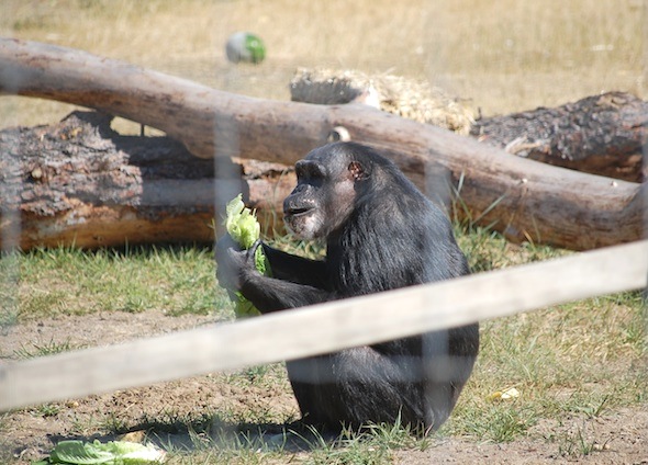 Negra on the hill eating lettuce