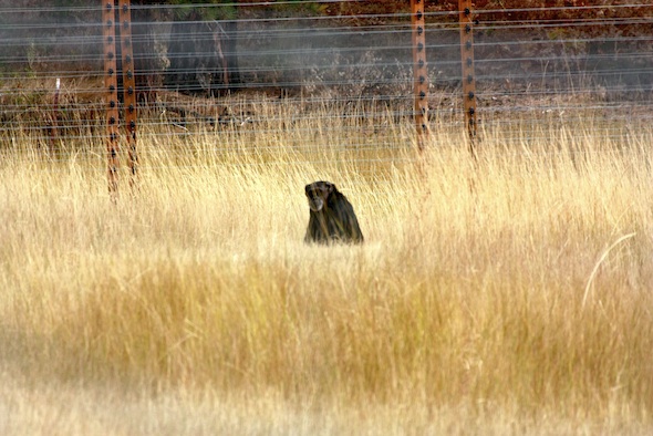 web ed Jody sit in grass back of fence first day exploring youngs hill _MG_0166