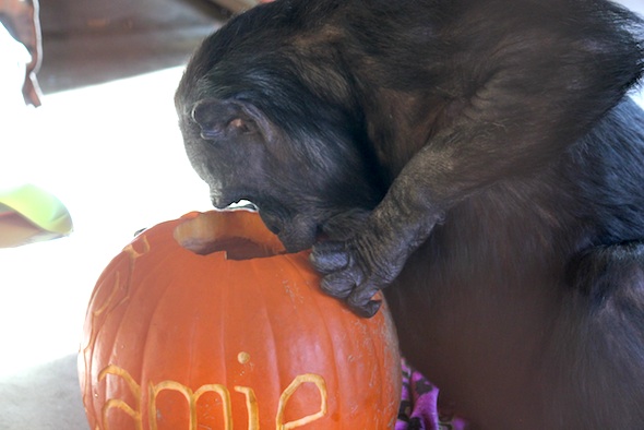 web_ jody bite eat food pumpkin halloween birthday playroom IMG_1211