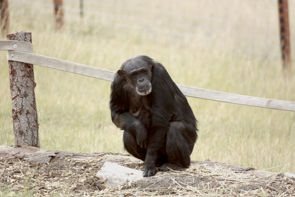 Negra on Young's Hill