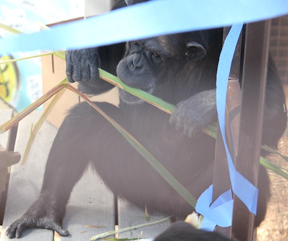 web_Annie_birthday_eat_cattail_oa_outside_sit_IMG_0455