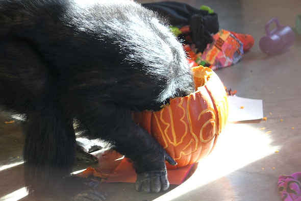 web_burrito head in pumpkin halloween birthday eat food funny playroom IMG_1309