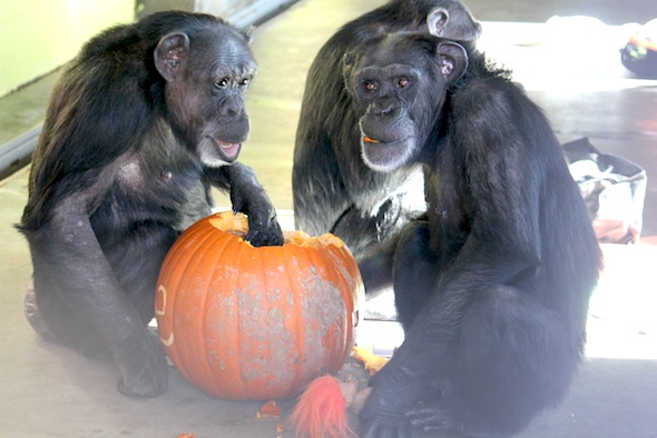 web_jody foxie eat food pumpkin halloween birthday playroom IMG_1272