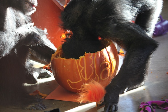 web Foxie head in pumpkin troll doll playroom IMG_1312