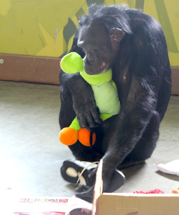 web Jamie cuddle hold stuffed animal look through magazine enrichment playroom IMG_0760