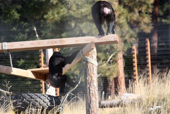 Missy chase Annie on climbing structure