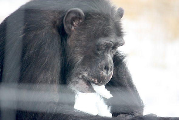 Missy eat snow