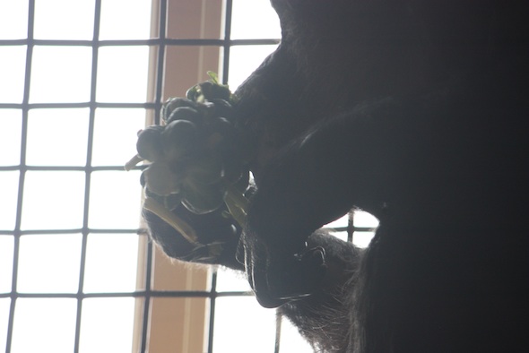 Negra eating brussels sprouts
