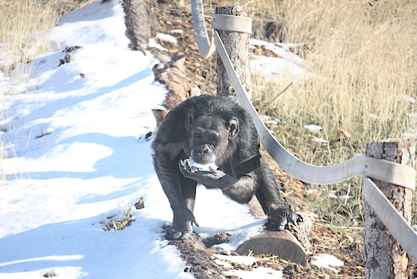 web jody eat snow standing on log bridge 3 IMG_1890