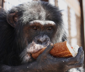Burrito eating a sandwich