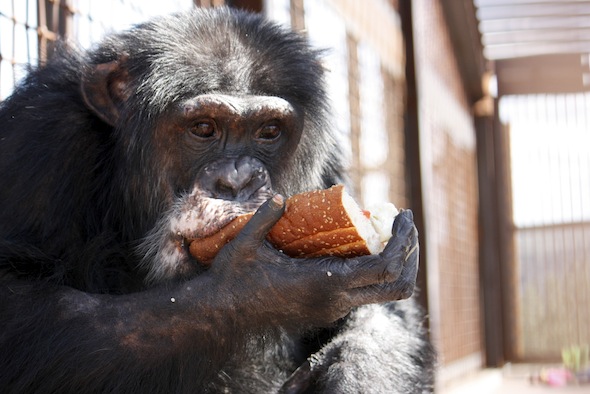 burrito eating a sandwich