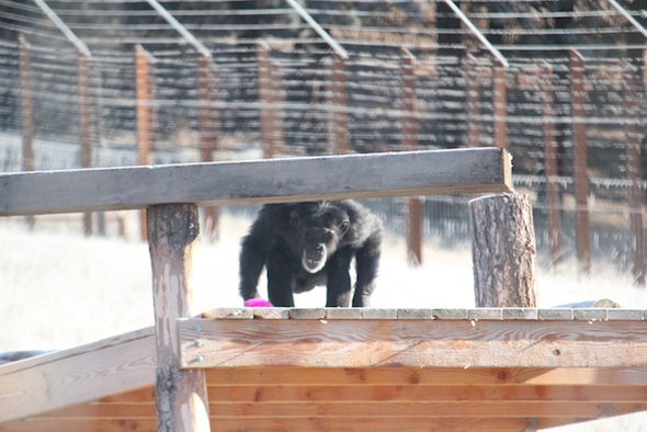 web Foxie eat frost snow platform yh IMG_8743