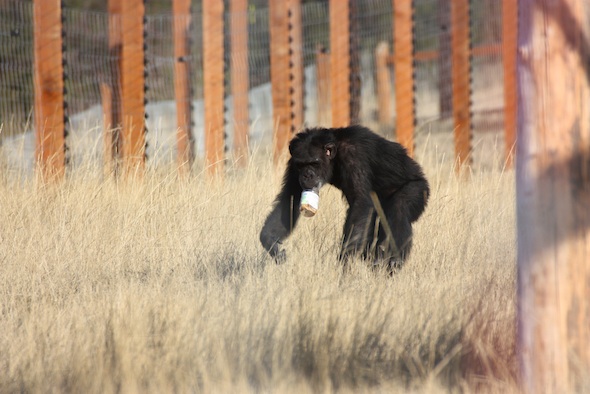 web Foxie with peanut butter jar in mouth YH IMG_2295