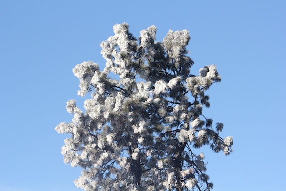 web Hoar frost tree IMG_8763