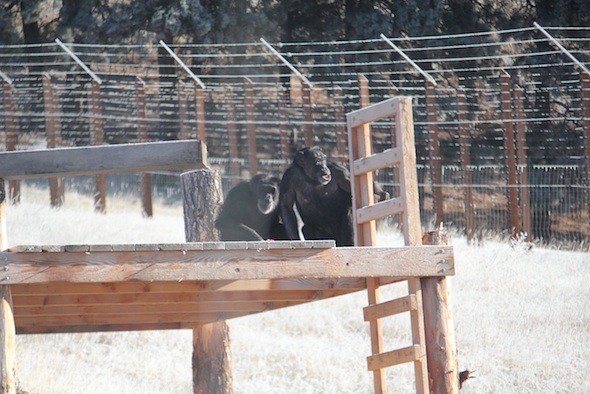 web Jody Foxie sit on platform frost yh IMG_8748