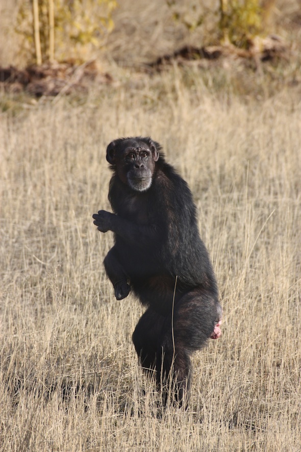 web Jody bipedal YH 1 IMG_2216