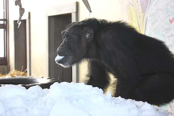 web Foxie eat snow big tub enrichment gh IMG_3324 Foxie eating snow from tub 2