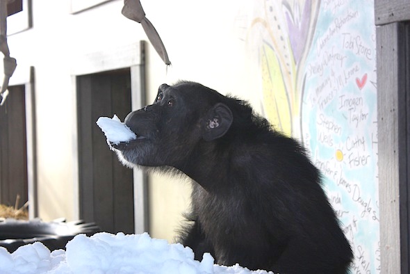 web Foxie eat snow big tub enrichment gh greenhouse IMG_3337 Foxie eating snow from tub 3