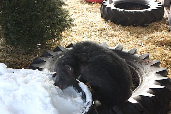 web Foxie eat snow big tub enrichment greenhouse gh IMG_3345 Foxie eating snow from the tub