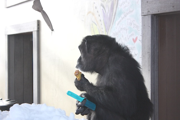 web Foxie hold troll doll brush profile snow big tub enrichment gh IMG_3330 Foxie eating snow from tub 5 troll doll brush