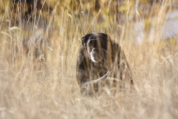 Jody in tall grass on Young's Hill