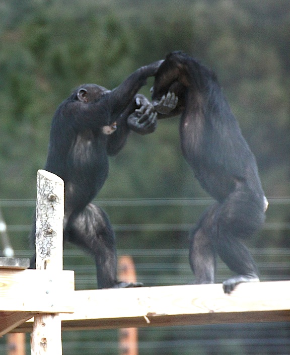 web cropped for fun Missy Annie play on beam YH_MG_2954 missy annie wrestle on beam