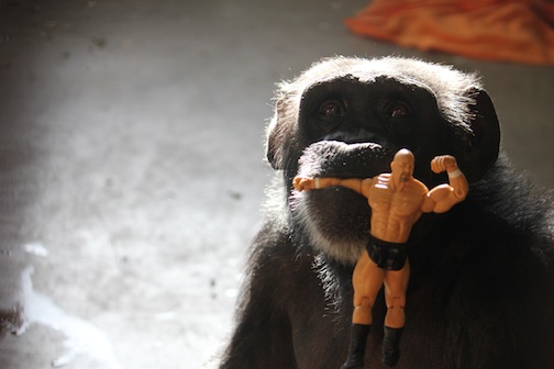 web Foxie wrestler action figure in mouth PR IMG_0771