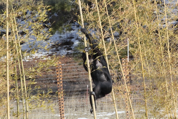 web Missy climb bamboo 7 IMG_9314