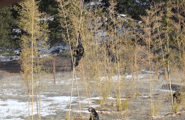 web crop Missy climb bamboo 10 IMG_9317