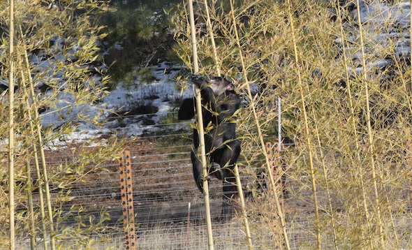 web crop Missy climb bamboo 8 IMG_9315