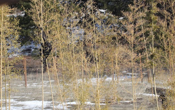 web crop Missy climb bamboo 9 IMG_9316
