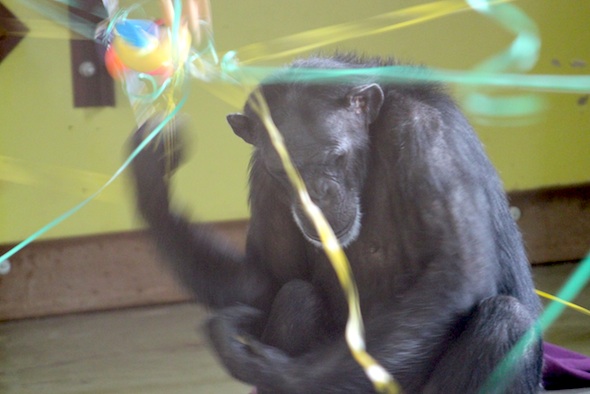 web foxie play in motion spiderweb enrichment playroom IMG_9119