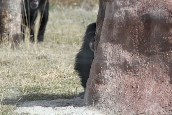 web Burrito hide sit behind treat rock YH IMG_0827