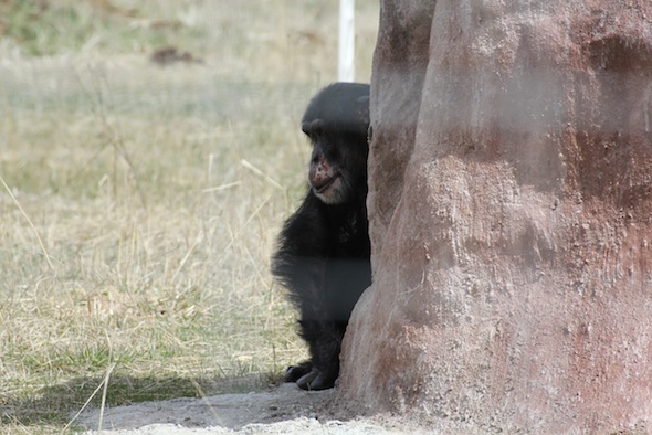 web Burrito hide sit behind treat rock YH IMG_0828