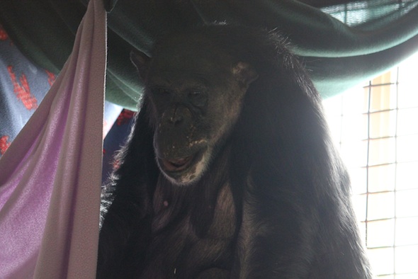 Nega in her fort cabana