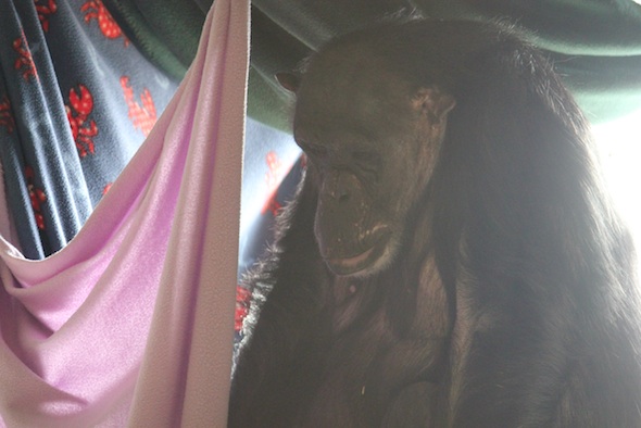 Negra