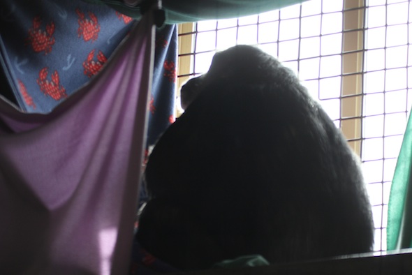 Negra