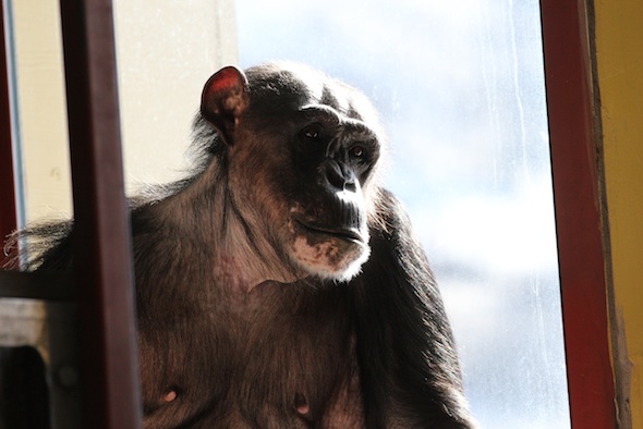 web Negra sit in front of window playroom IMG_9726