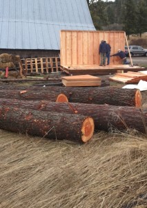 logs in front of shed construction
