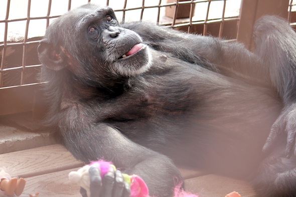 web 3 Foxie lie on back on deck tongue out look up troll greenhouse GH IMG_1441