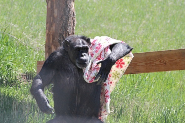 Annie bipedal carry blanket to greenhouse