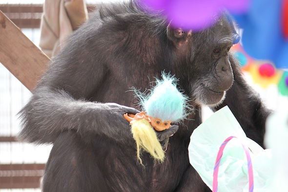 web Foxie new trolls forage easter party greenhouse GH IMG_1242