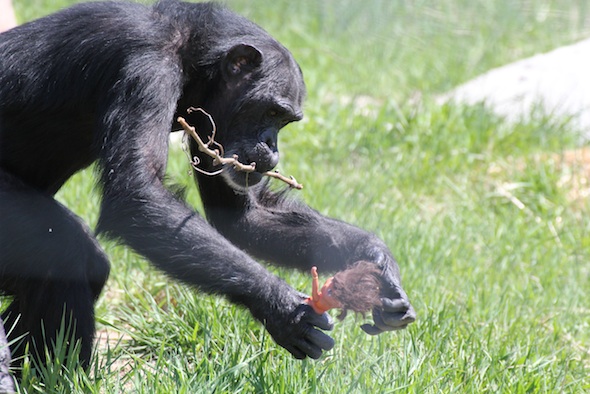 Foxie carry wine vine to greenhouse
