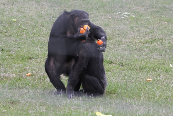 web Jamie Missy hug forage food in mouth eat excitement chimp behavior YH IMG_1475