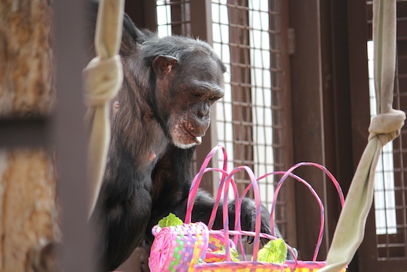 web Jamie easter baskets forage party greenhouse GH IMG_1272
