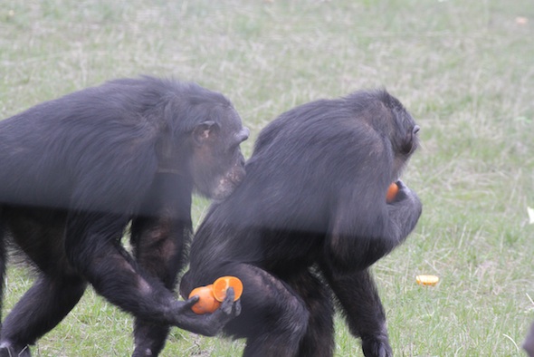 web Jamie kiss Missy back forage food excitement reassurance YH IMG_1478