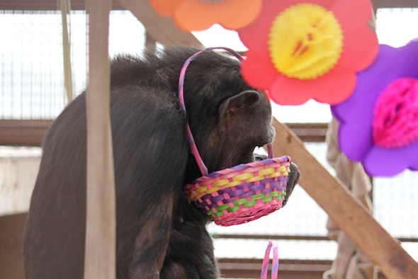 web Jody easter basket forage party greenhouse GH IMG_1263