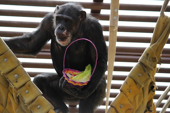 web Missy easter basket food forage party hammock greenhouse GH IMG_1253