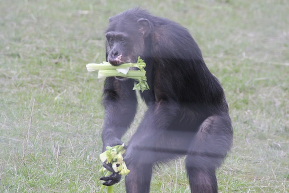 web Missy handful mouthful celery forage YH IMG_1519