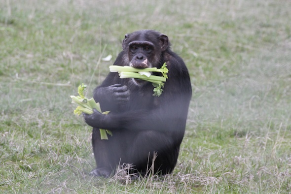 web Missy handful mouthful celery forage food YH IMG_1517